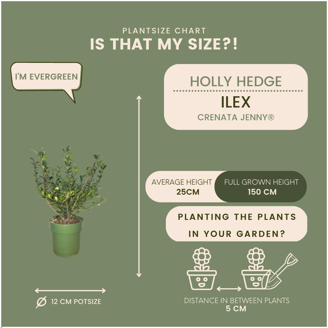 Plants by Frank - 1 meter Hulst haag - Ilex crenata 'Jenny'® - Set van 6 winterharde haagplanten - Groenblijvende haag - Vers van de kwekerij geleverd