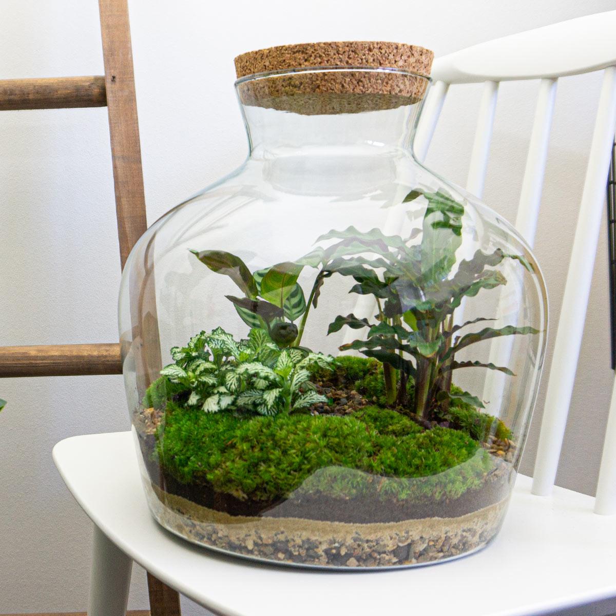 DIY terrarium - Fat Joe - ↕ 30 cm - Rake + Shovel + Tweezer + Scissors