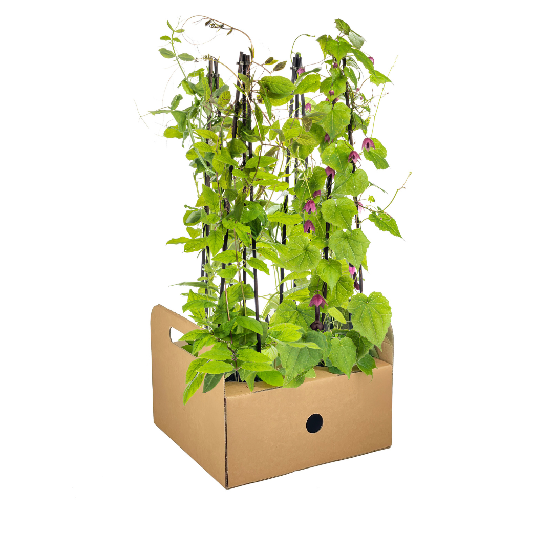 Mix aus Kletterpflanzen: Rhodochiton, Cobea, Lathyrus & Ipomoea Ø13 cm - ↕60 cm