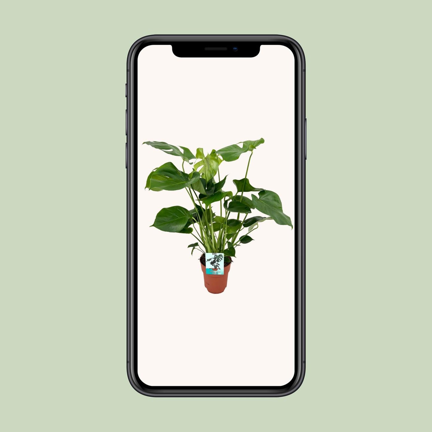 Monstera Deliciosa - Ø19cm - ↕60cm