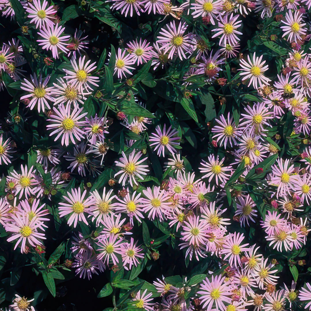 Aster – 6 Pluggen | Zelf Kweken & Genieten van een Kleurrijke Najaarstuin!