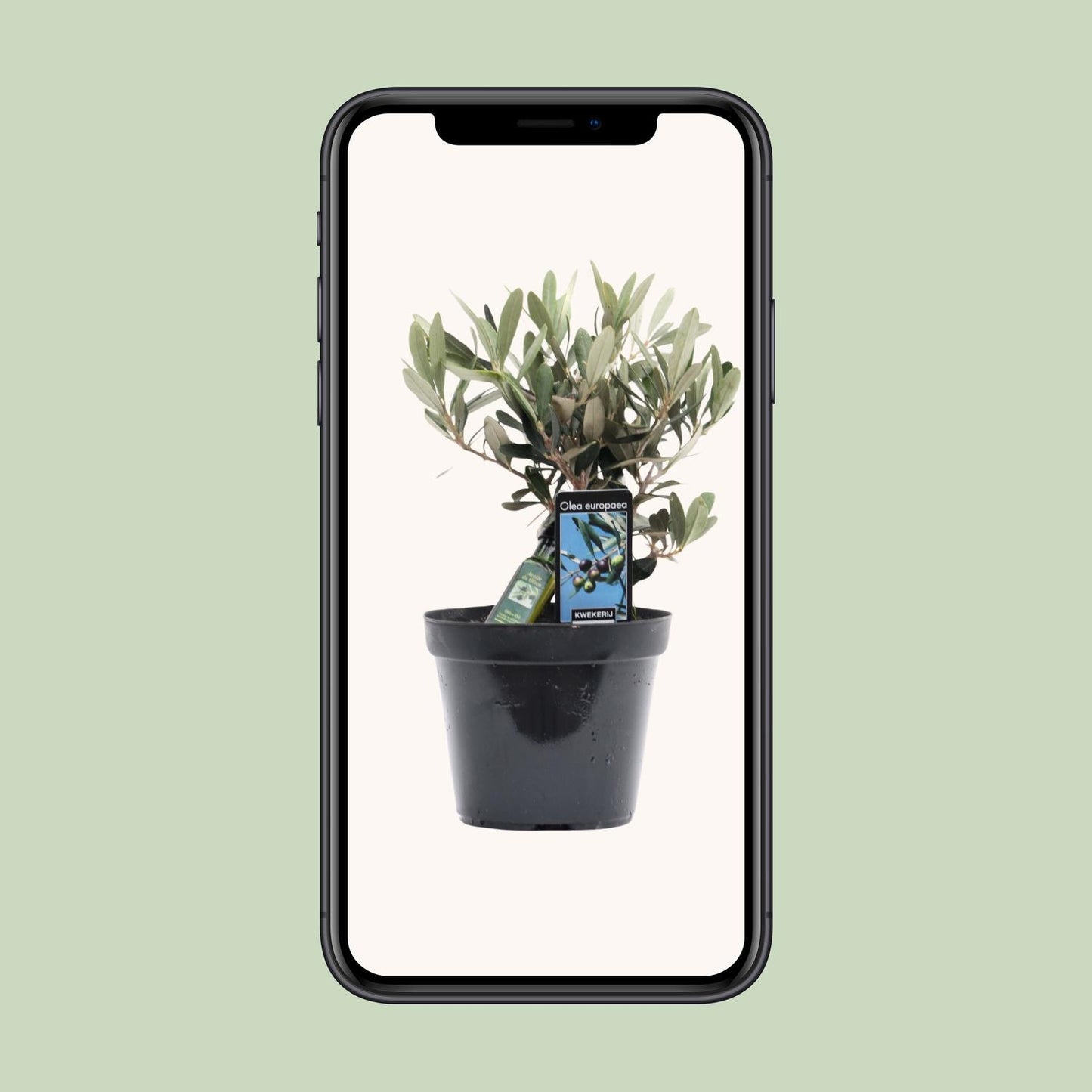Olea Olijf - Ø13cm - ↕25cm