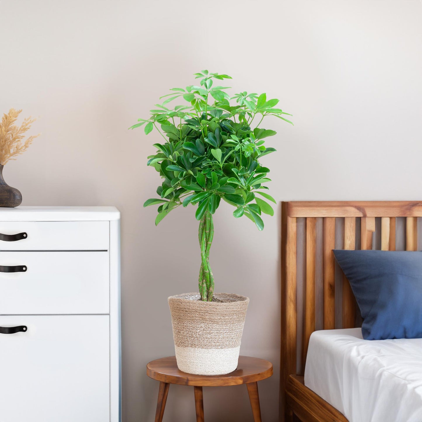 Schefflera Arab Nora met Mand Lissabon wit - 70cm - Ø21