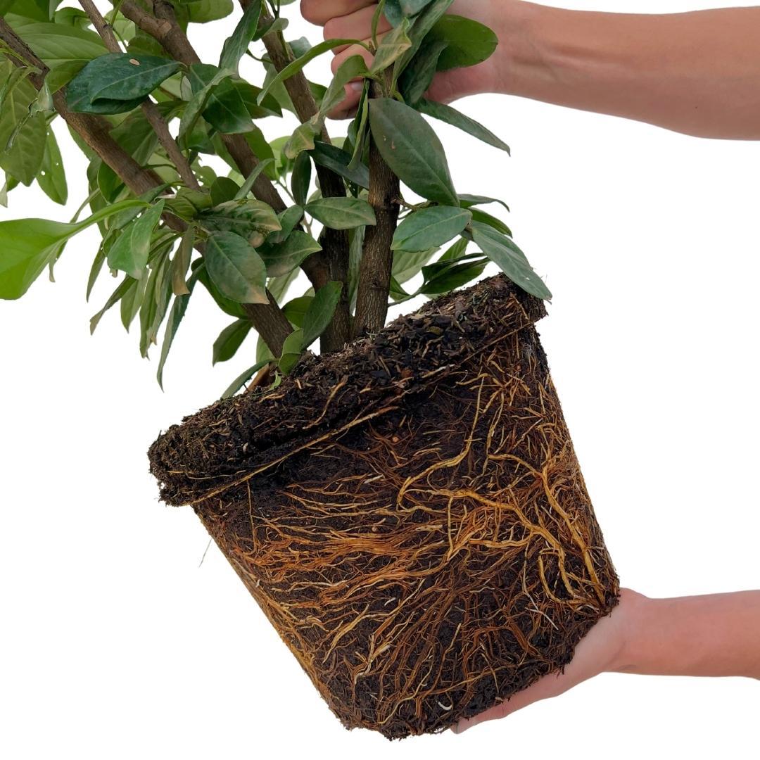 Grote Laurierkers Planten Novita voor 10 strekkende meter haag | - 15L - 20x | ↨ 125-150 cm