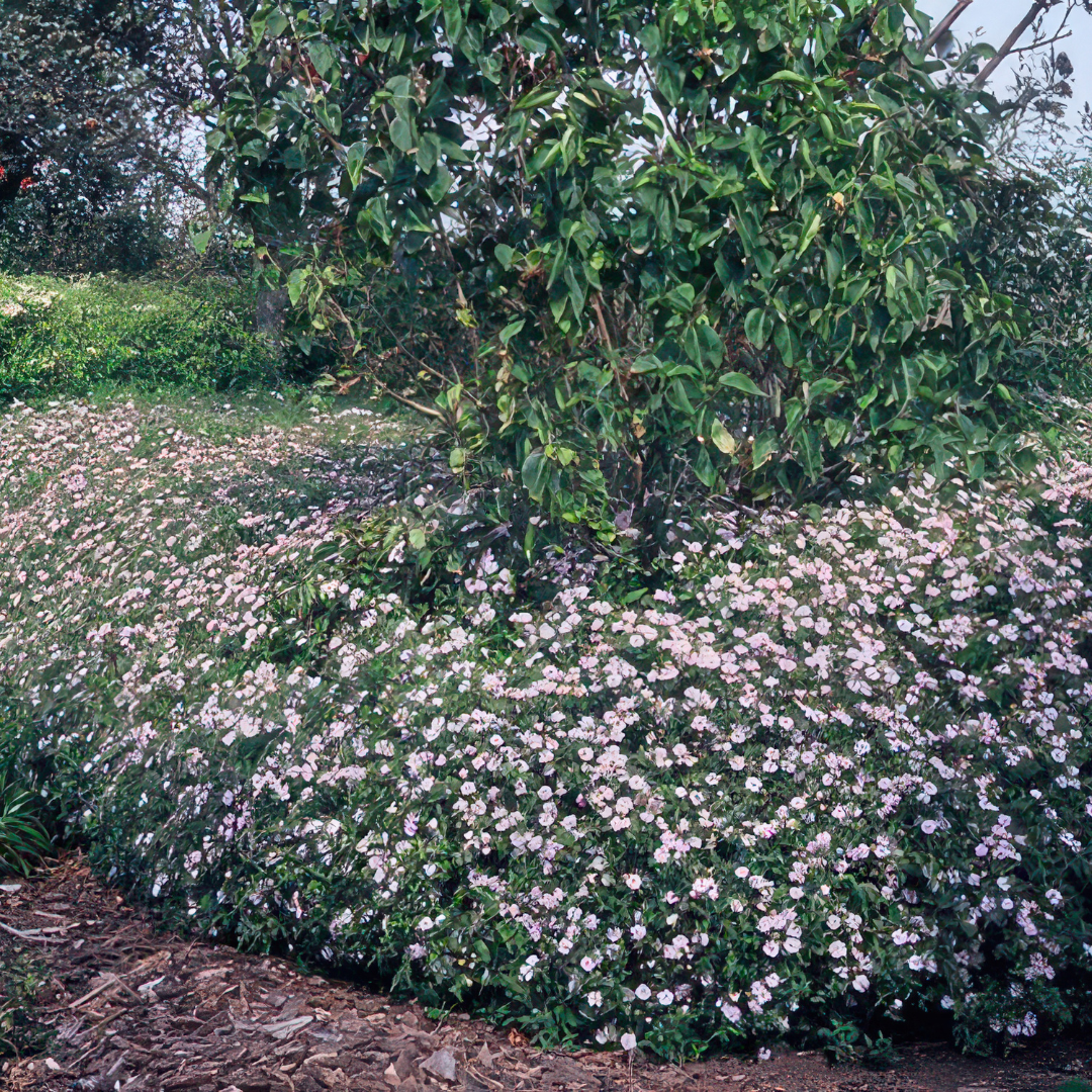 Aster – 6 Pluggen | Zelf Kweken & Genieten van een Kleurrijke Najaarstuin!