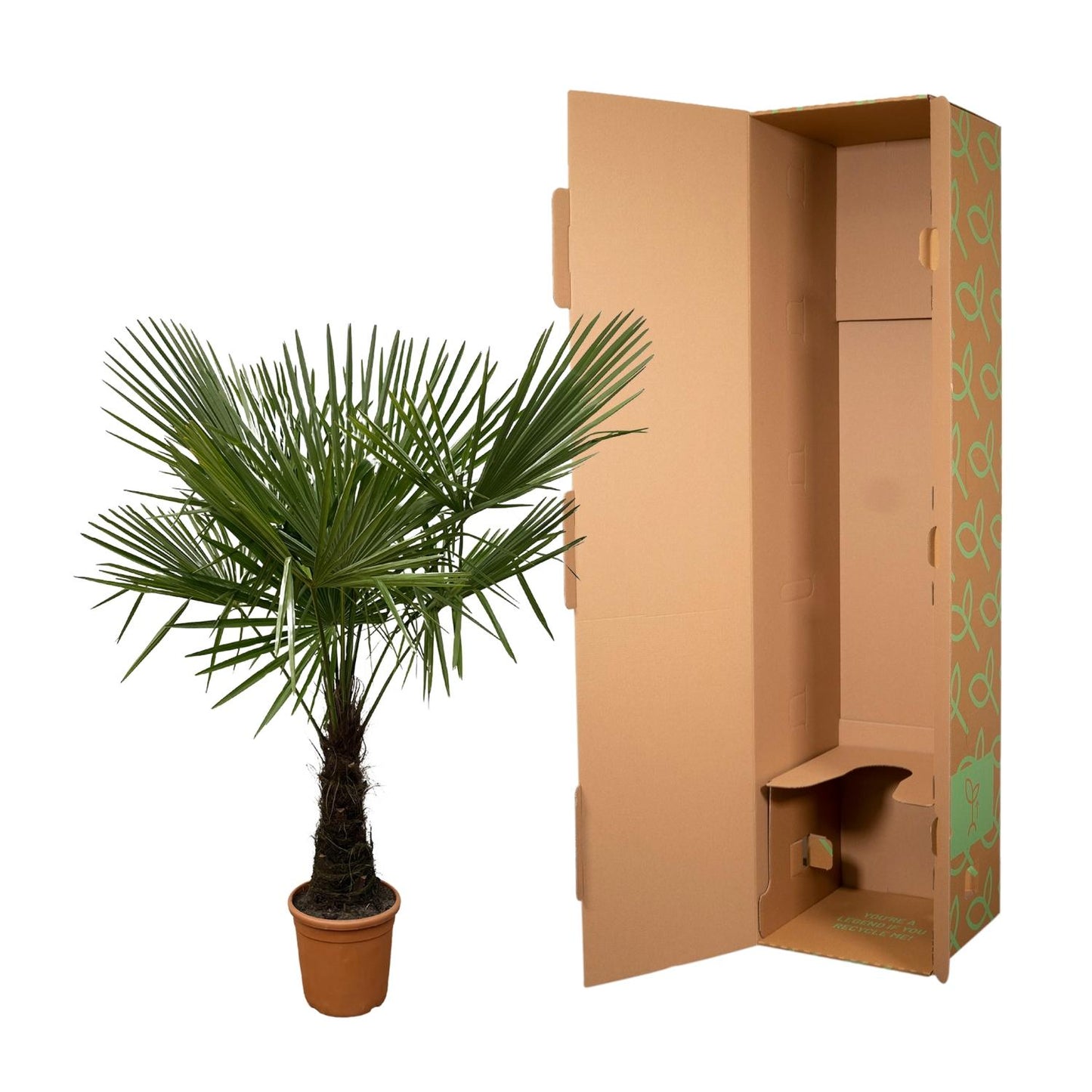 Trachycarpus - 180cm- Ø30