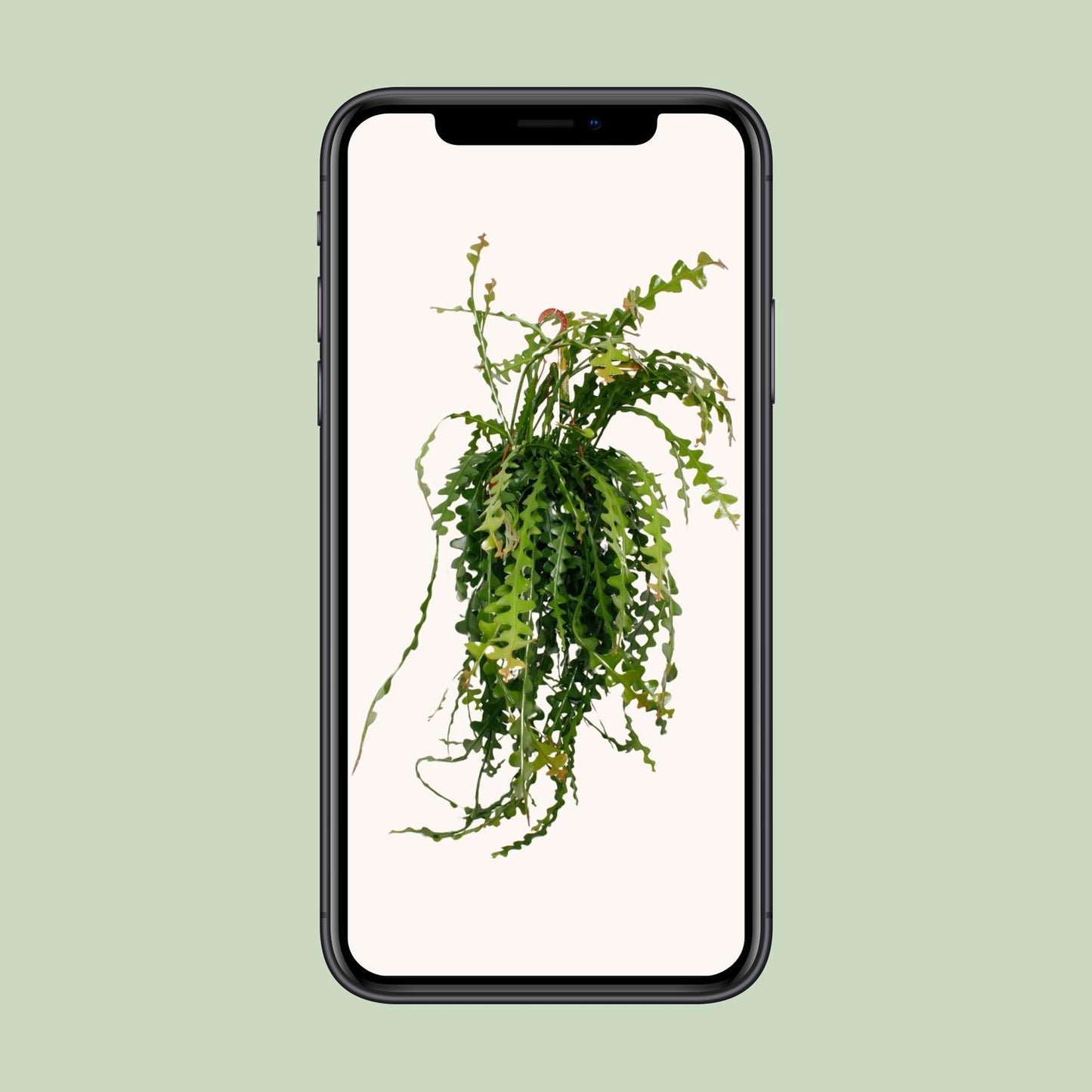 Ephiphyllum Anguliger - Ø21cm - ↕50cm