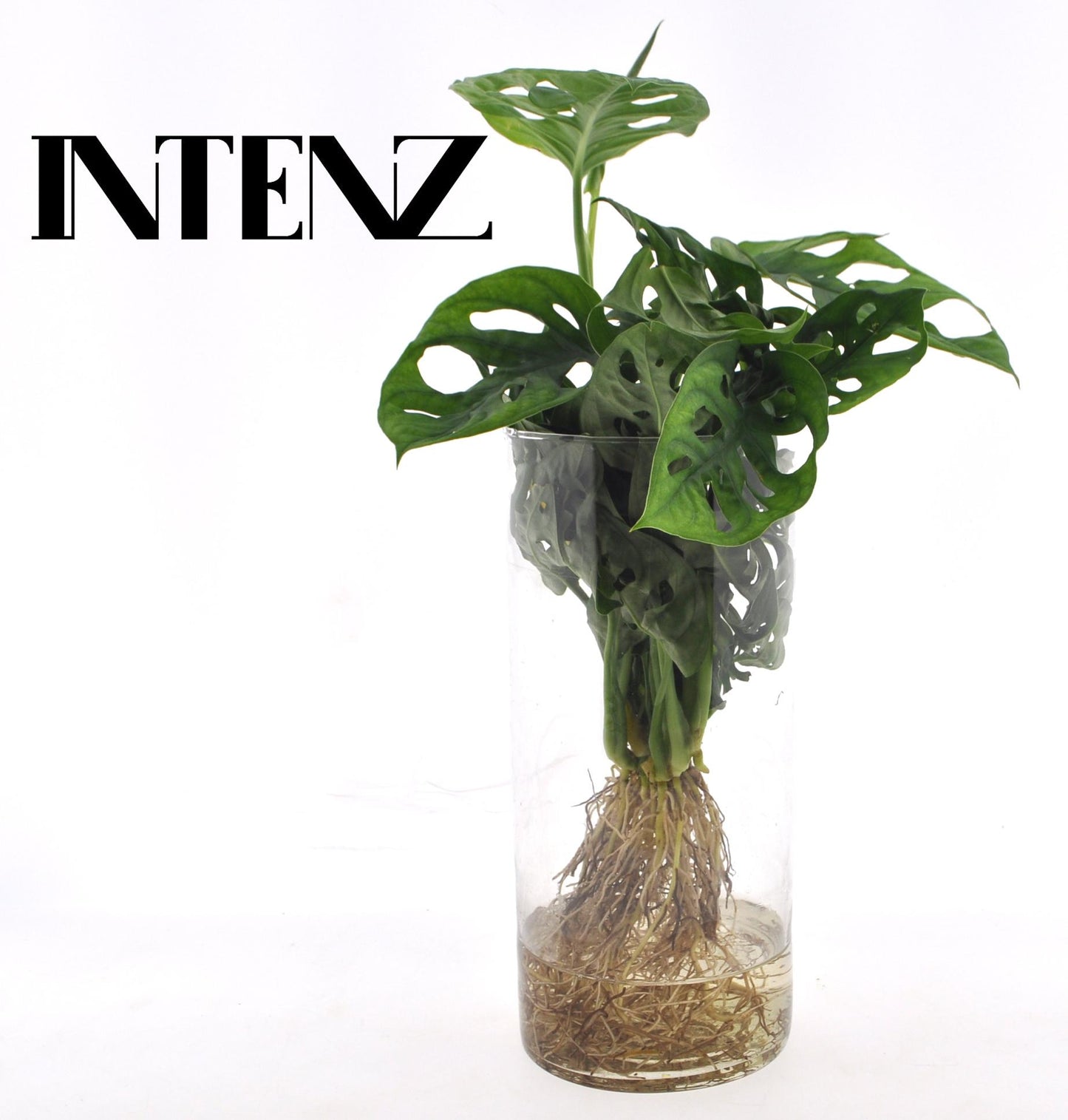 Monstera in Cylinder glas - Ø12cm - ↕25cm