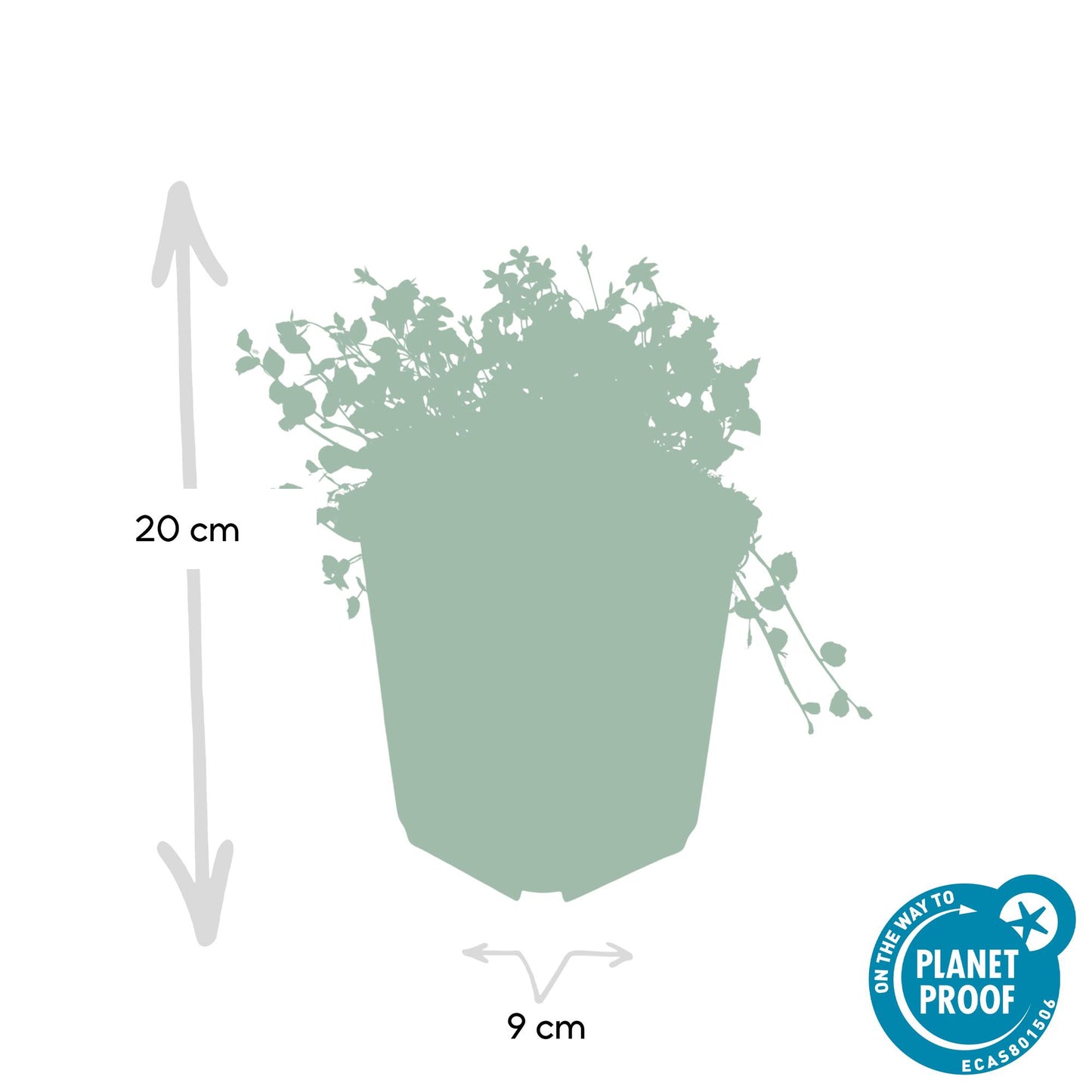20x Isotoma fluviatilis - ↕10-25cm - Ø9cm