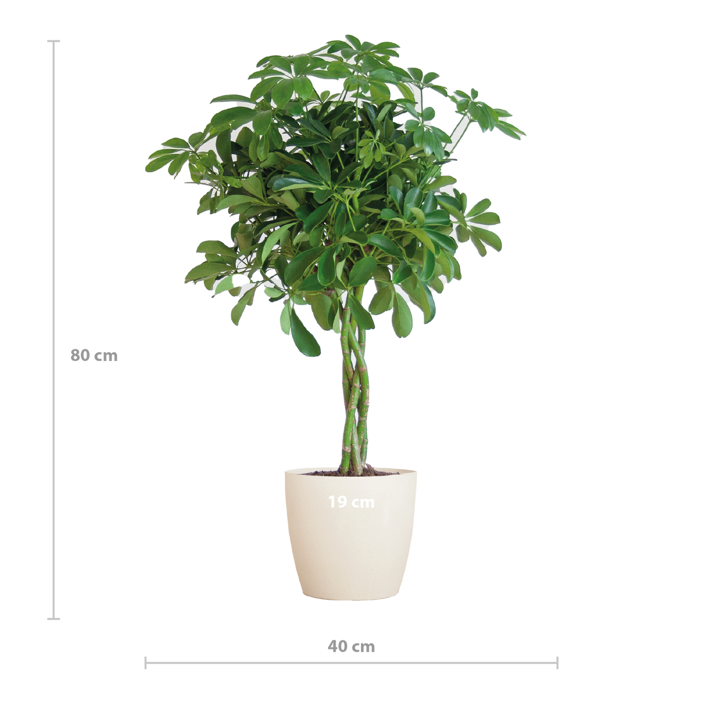 Schefflera Arab Nora met Viber wit - 70cm - Ø21