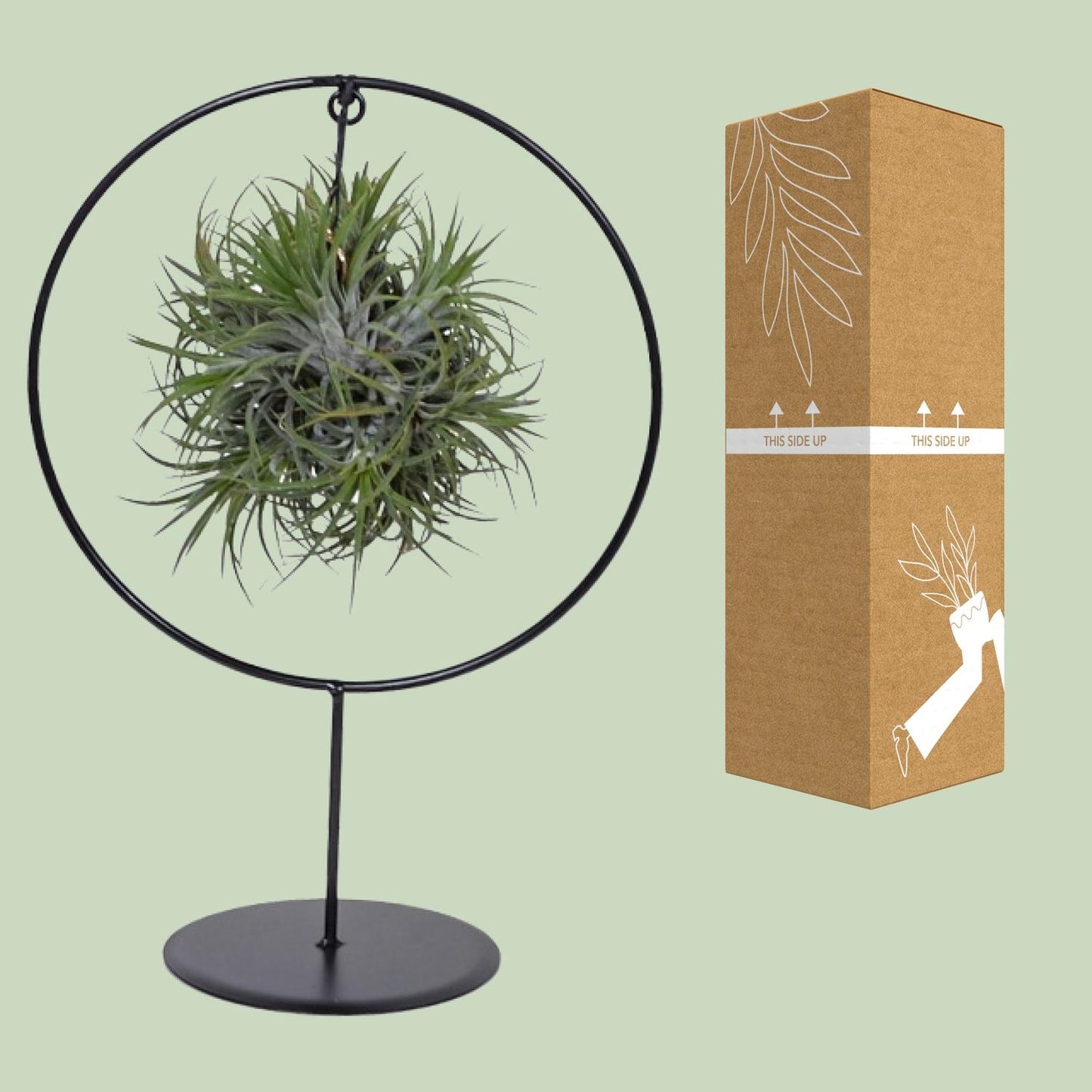 Tillandsia Ring Mix - Ø15cm - ↕35cm