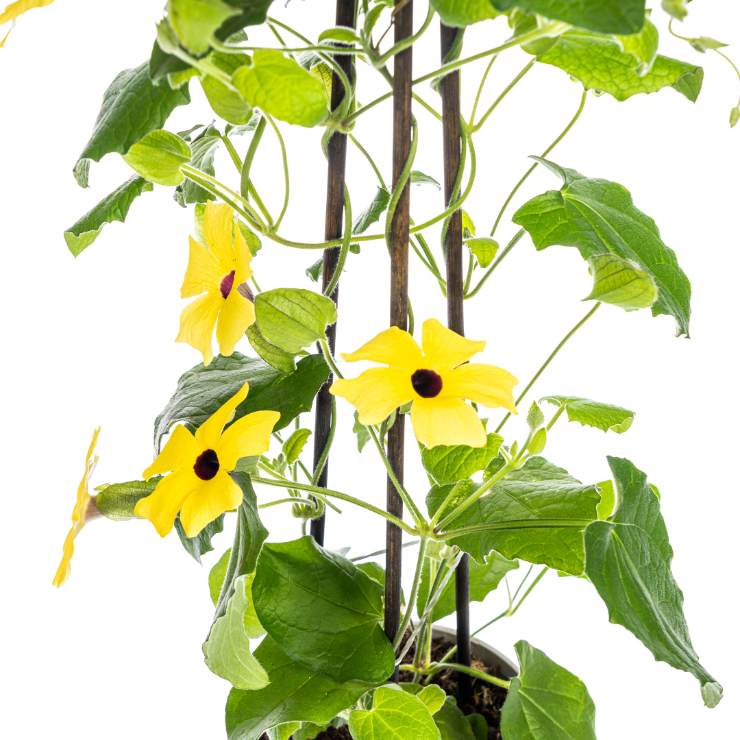 Thunbergia alata Sunny Susy Yellow Ø13 cm - ↕60 cm
