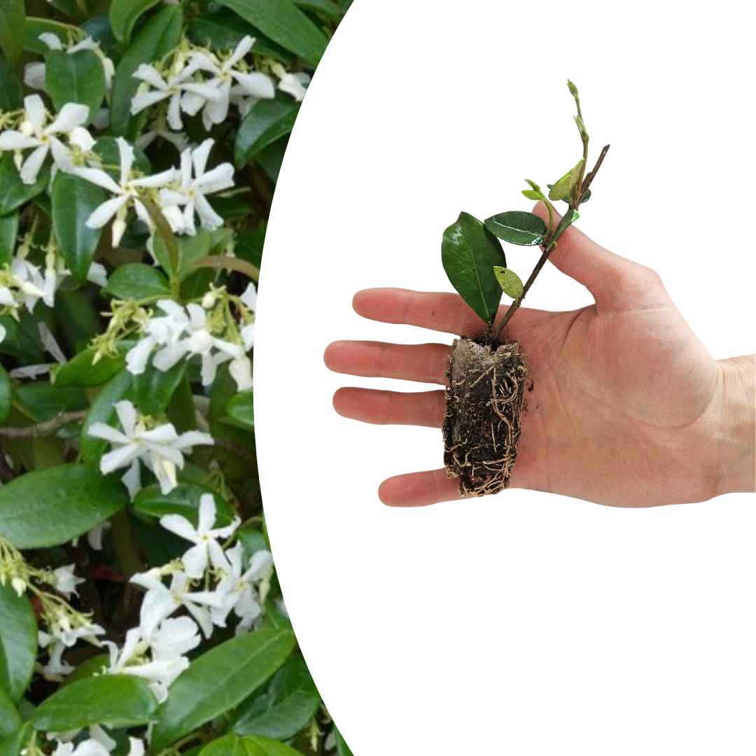 Trachelospermum jasminoides – 6 Pluggen | Kweek & Geniet van de Geurige Sterjasmijn