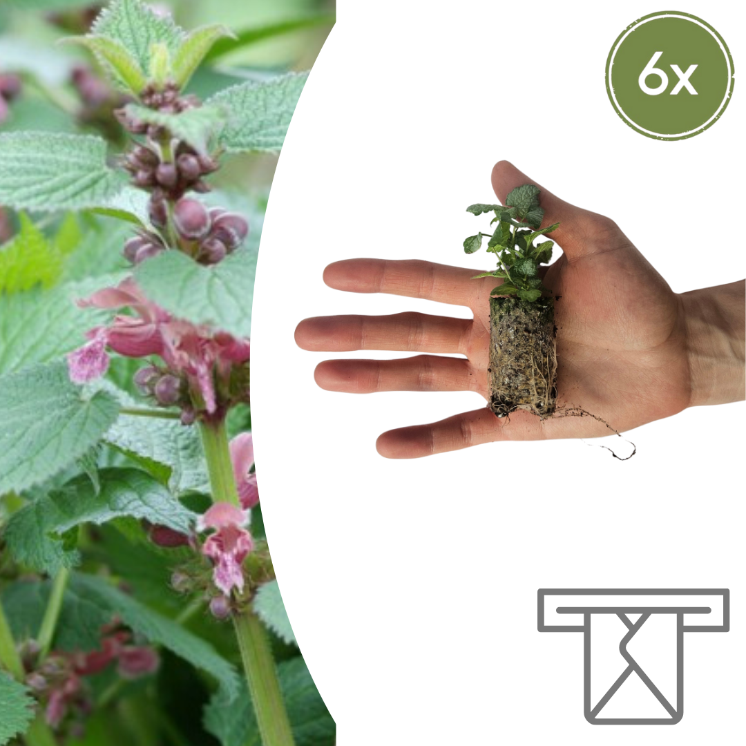 Lamium – 6 Pluggen | Kweek & Geniet van een Prachtige Bodembedekker