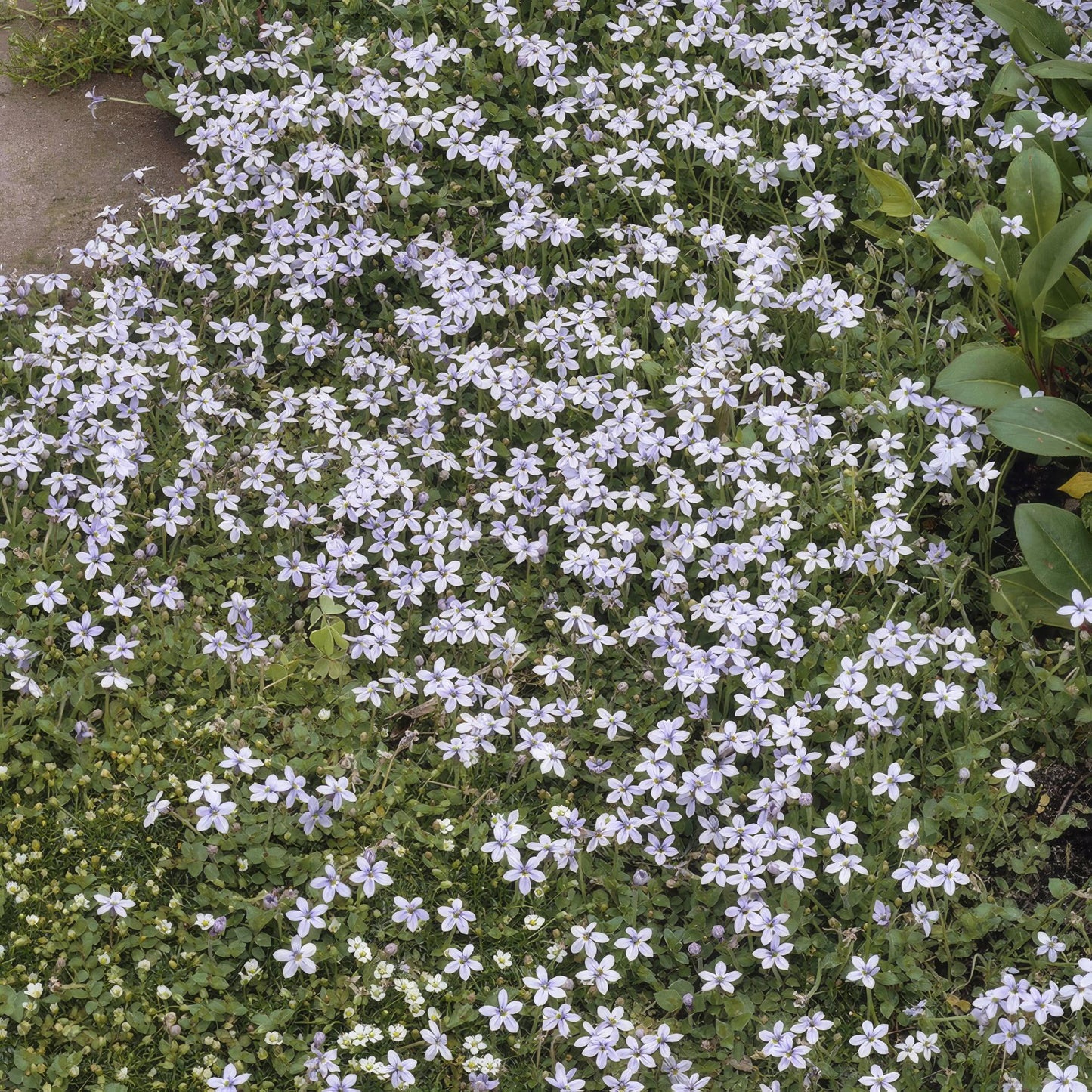 20x Isotoma fluviatilis - ↕10-25cm - Ø9cm