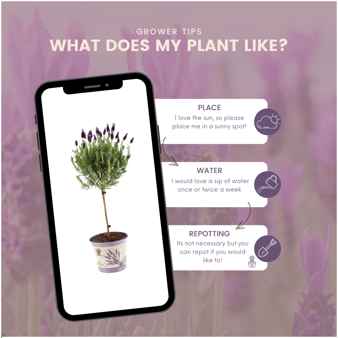 Plants by Frank - Lavandula stoechas Anouk® op stam in Lavendelprint sierpot - 15 cm pot - set van 2 Franse Lavendels op stam in sierpot