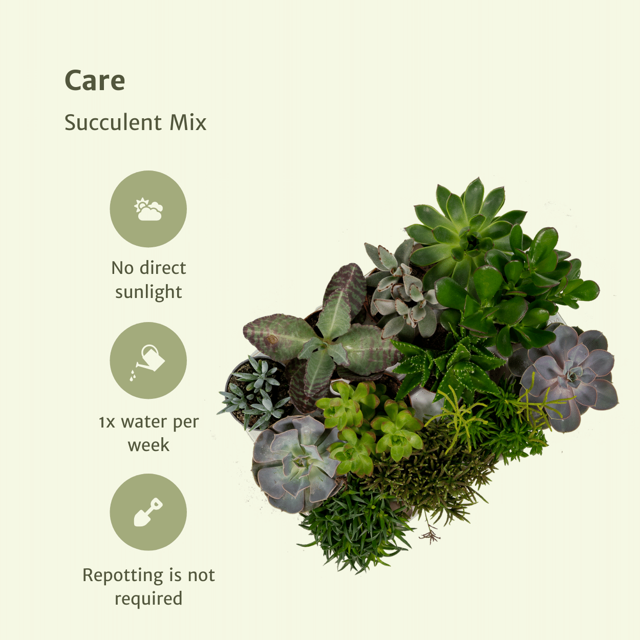Succulenten Mix - 18 stuks - Ø8,5cm - ↕10 cm