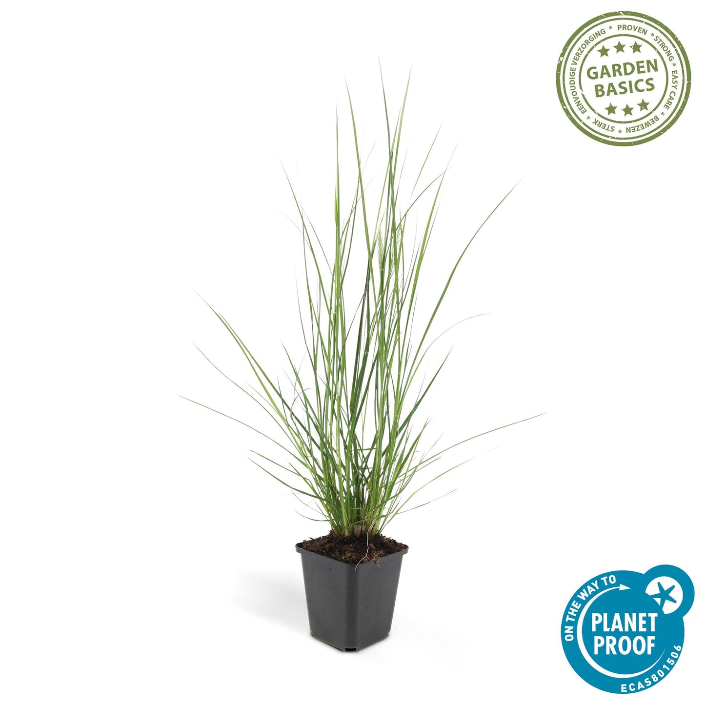 20x Pennisetum alopecuroides 'Hameln' - ↕10-25cm - Ø9cm