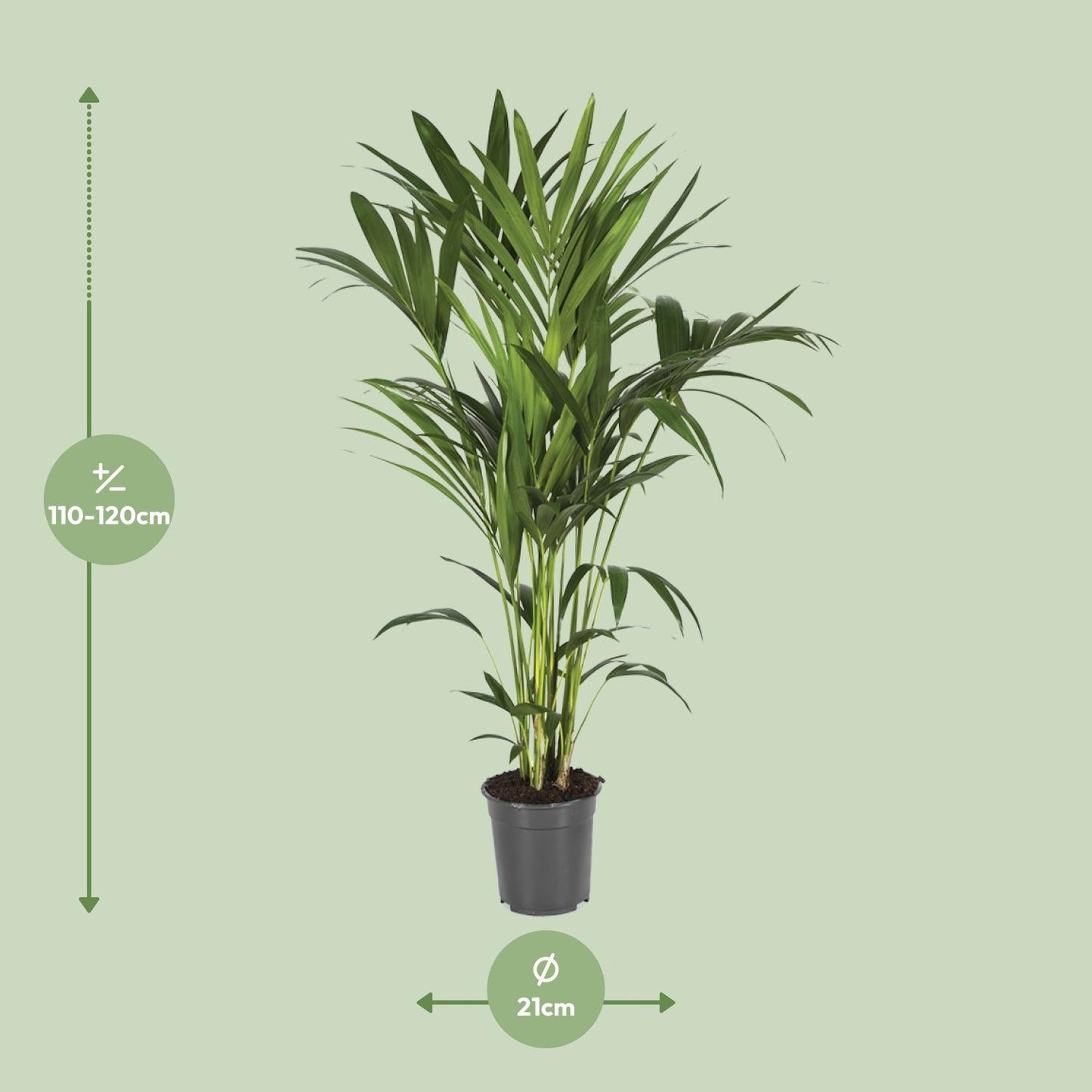 Howea Forsteriana - Ø21cm - ↕120cm