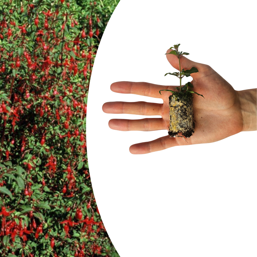 Fuchsia – 6 Pluggen | Kweek & Geniet van een Kleurrijke Tuin