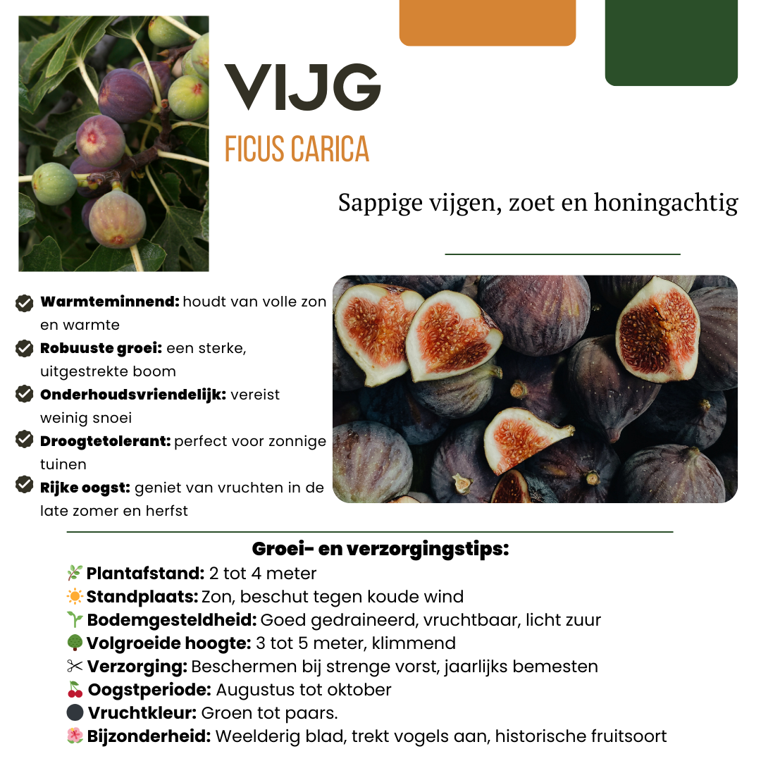6 x Biologische Vijgenbomen - Ø 13 cm - ↨ 20 cm