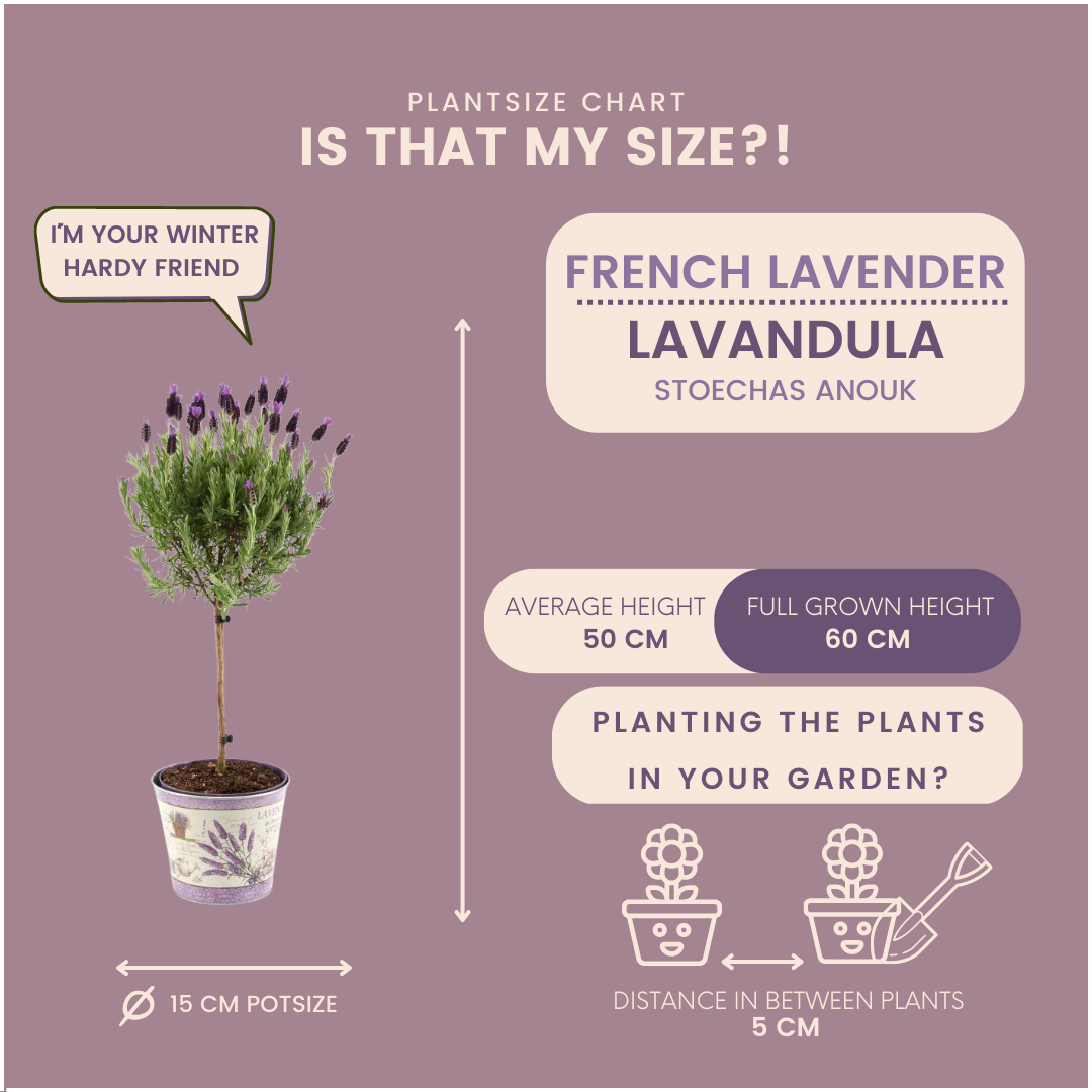 Plants by Frank - Lavandula stoechas Anouk® op stam in Lavendelprint sierpot - 15 cm pot - set van 2 Franse Lavendels op stam in sierpot