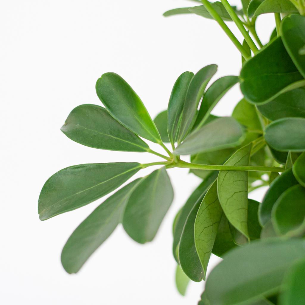Schefflera Arab Nora met Mand Lissabon wit - 70cm - Ø21