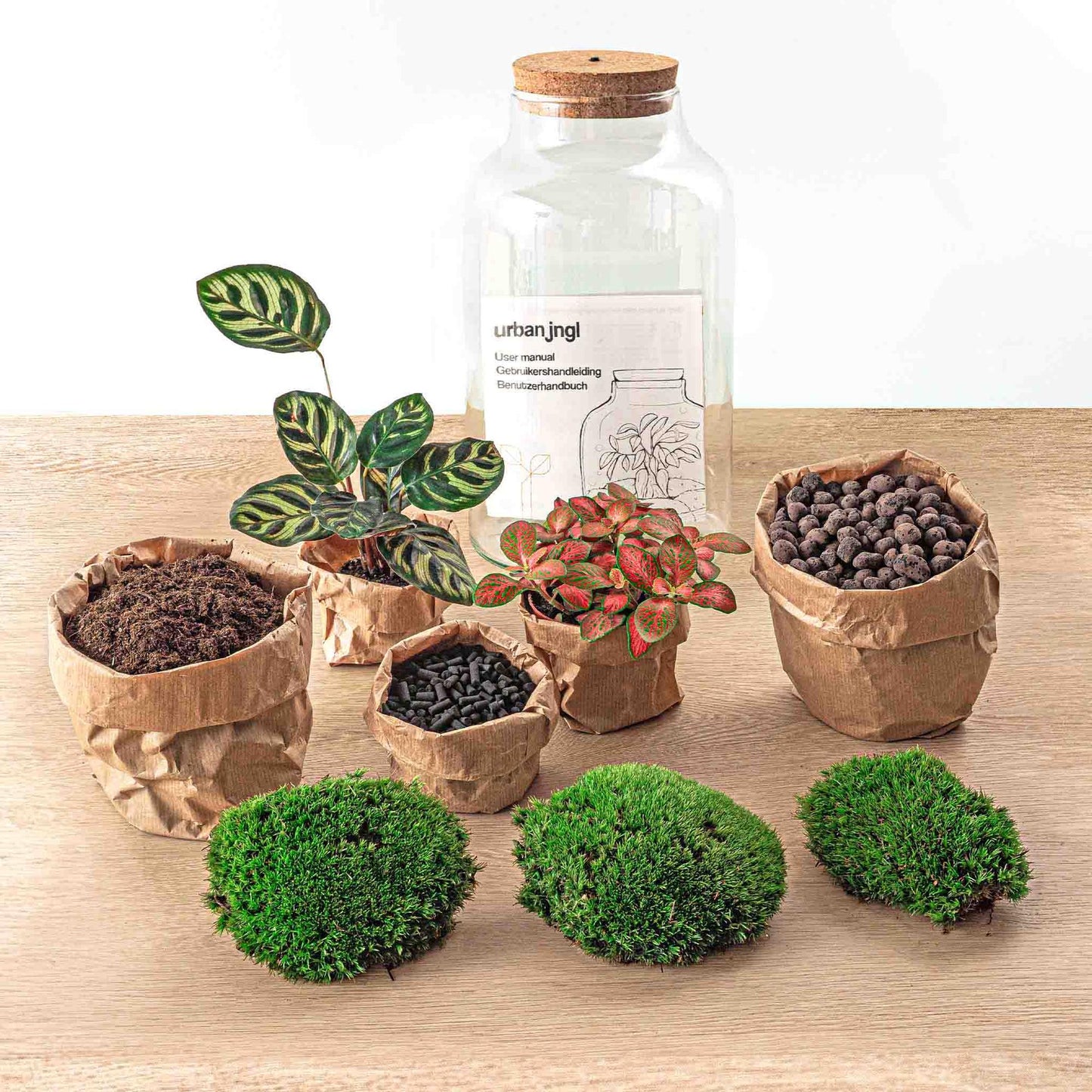 DIY terrarium - Milky Calathea with Light - ↕ 31 cm - Rake + Shovel + Tweezer + Scissors