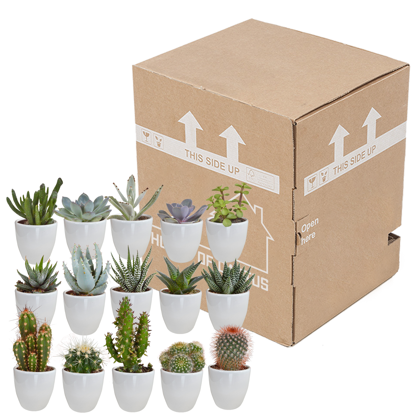 Cactus en vetplanten mix 5.5 cm | 15 stuks - in witte pot