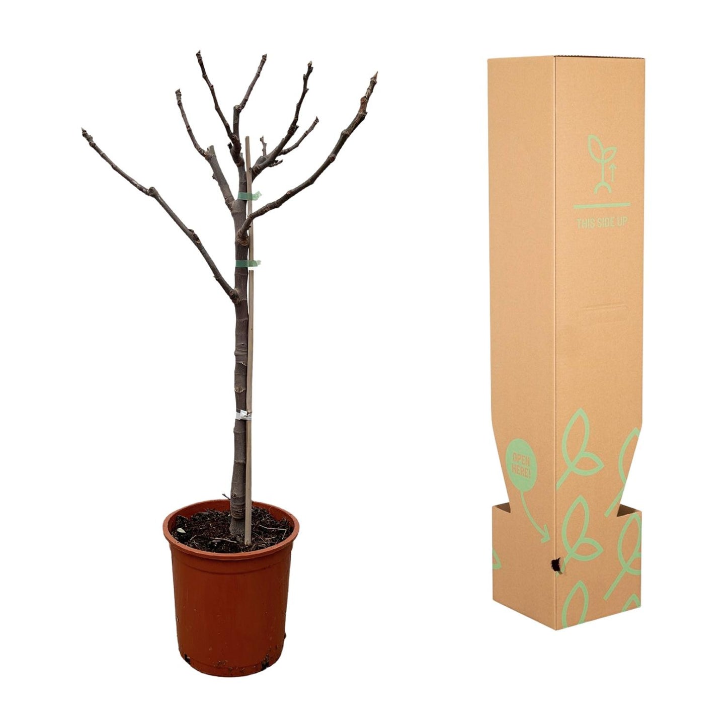 Ficus Carica op stam - 100 cm - Ø20