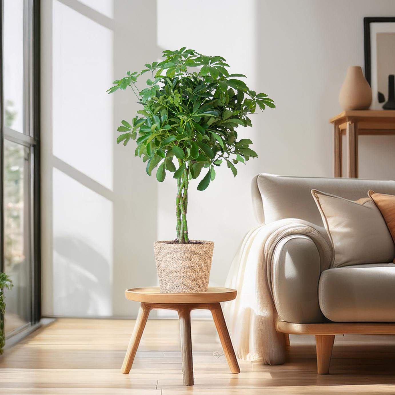 Schefflera Arab Nora met Mand Sofia naturel - 70cm - Ø21