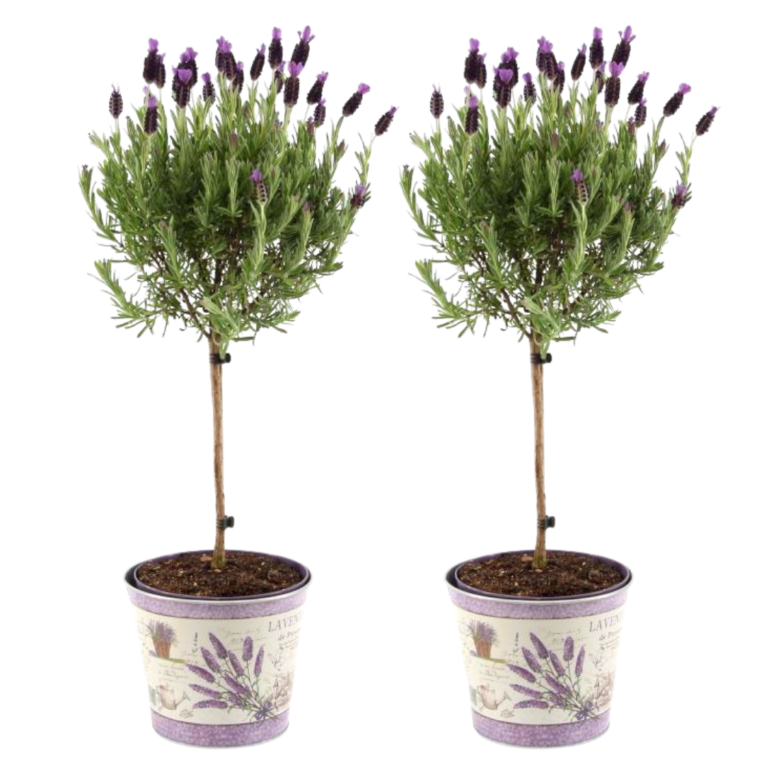 Plants by Frank - Lavandula stoechas Anouk® op stam in Lavendelprint sierpot - 15 cm pot - set van 2 Franse Lavendels op stam in sierpot