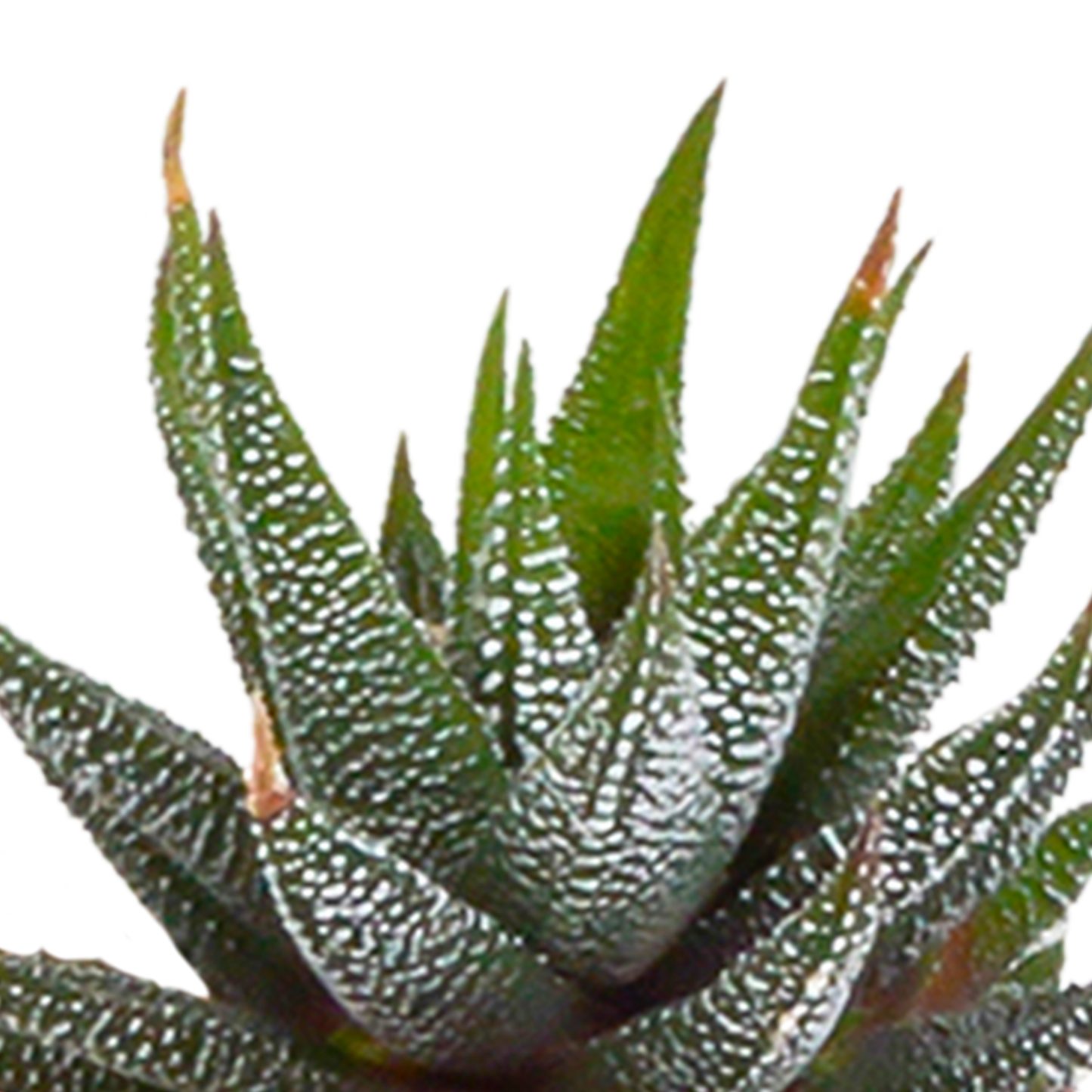 Cactus en vetplanten mix 5.5 cm | 15 stuks - in witte pot