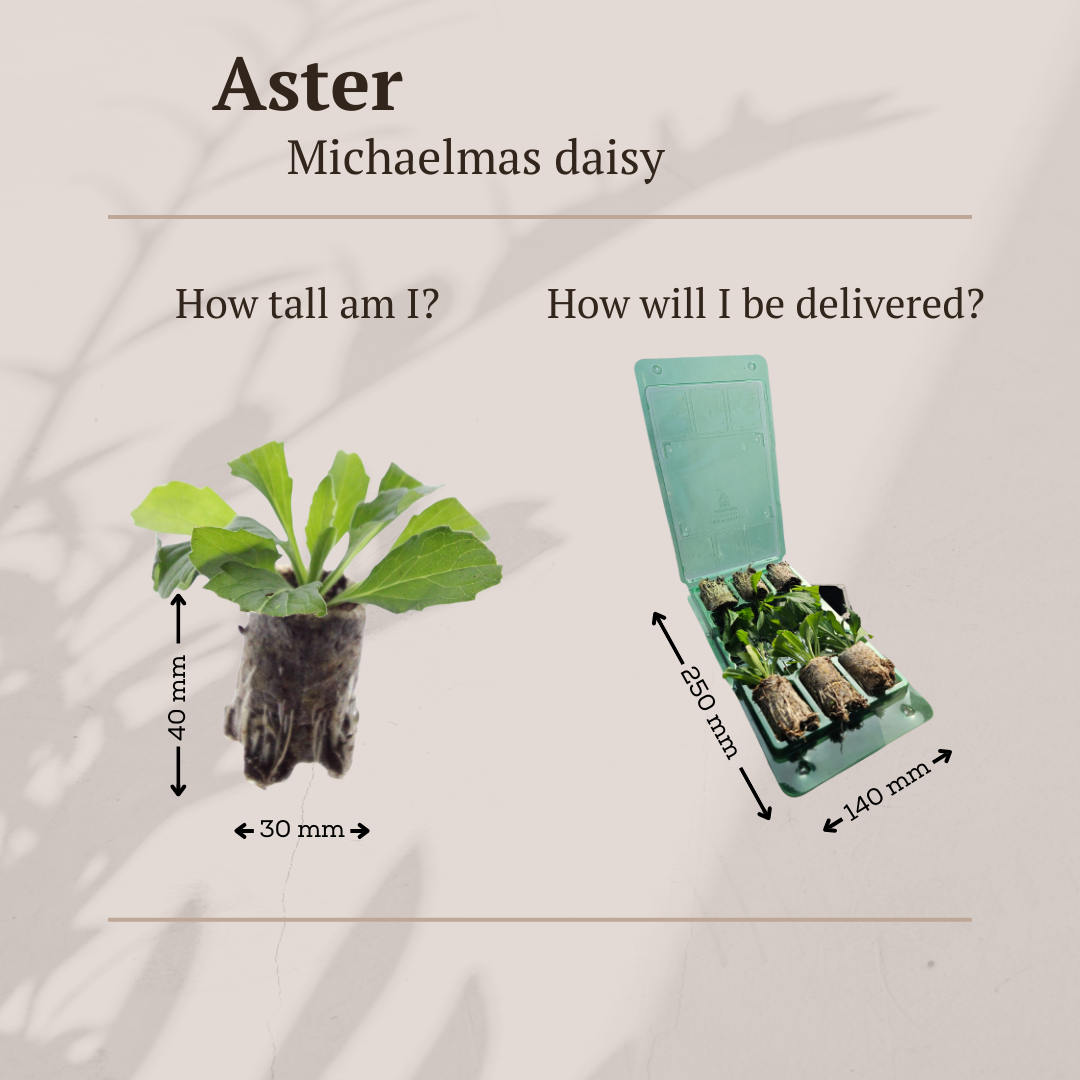 Aster – 6 Pluggen | Zelf Kweken & Genieten van een Kleurrijke Najaarstuin!