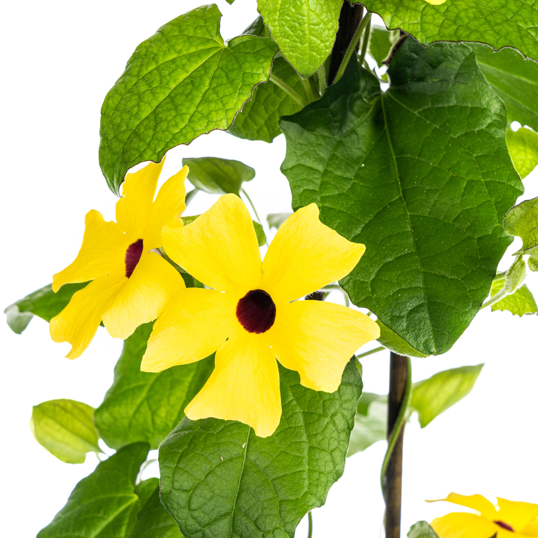 Thunbergia alata Sunny Susy Yellow Ø13 cm - ↕60 cm