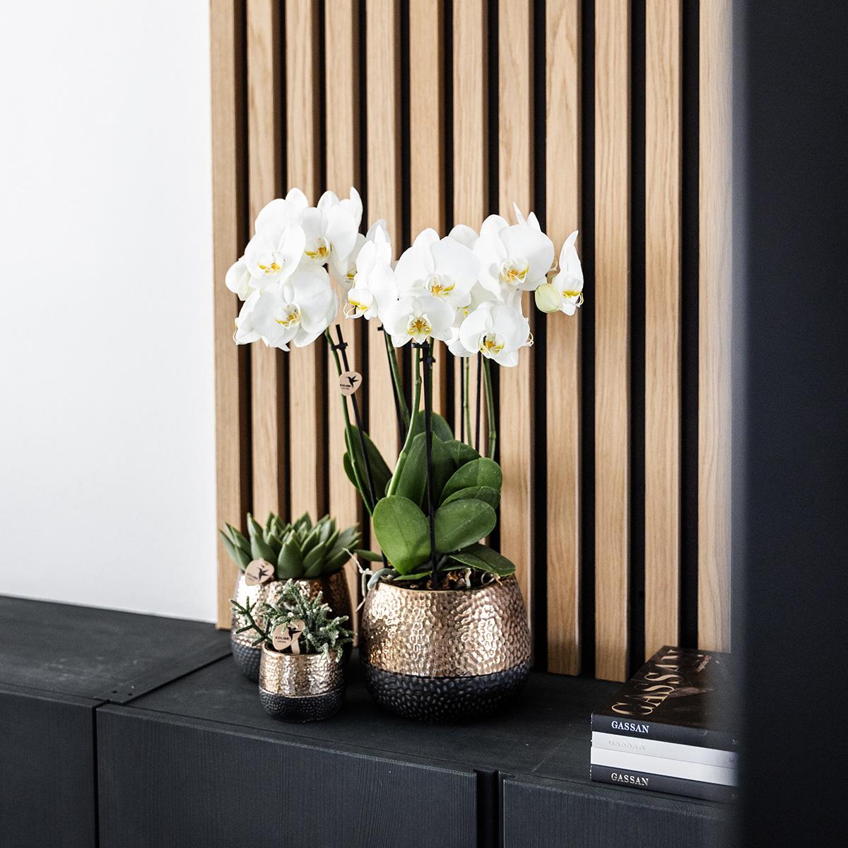 Kolibri Home | Elite pot copper - Ø12cm