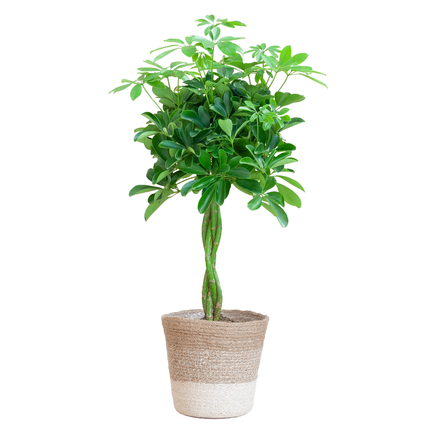 Schefflera Arab Nora met Mand Lissabon wit - 70cm - Ø21