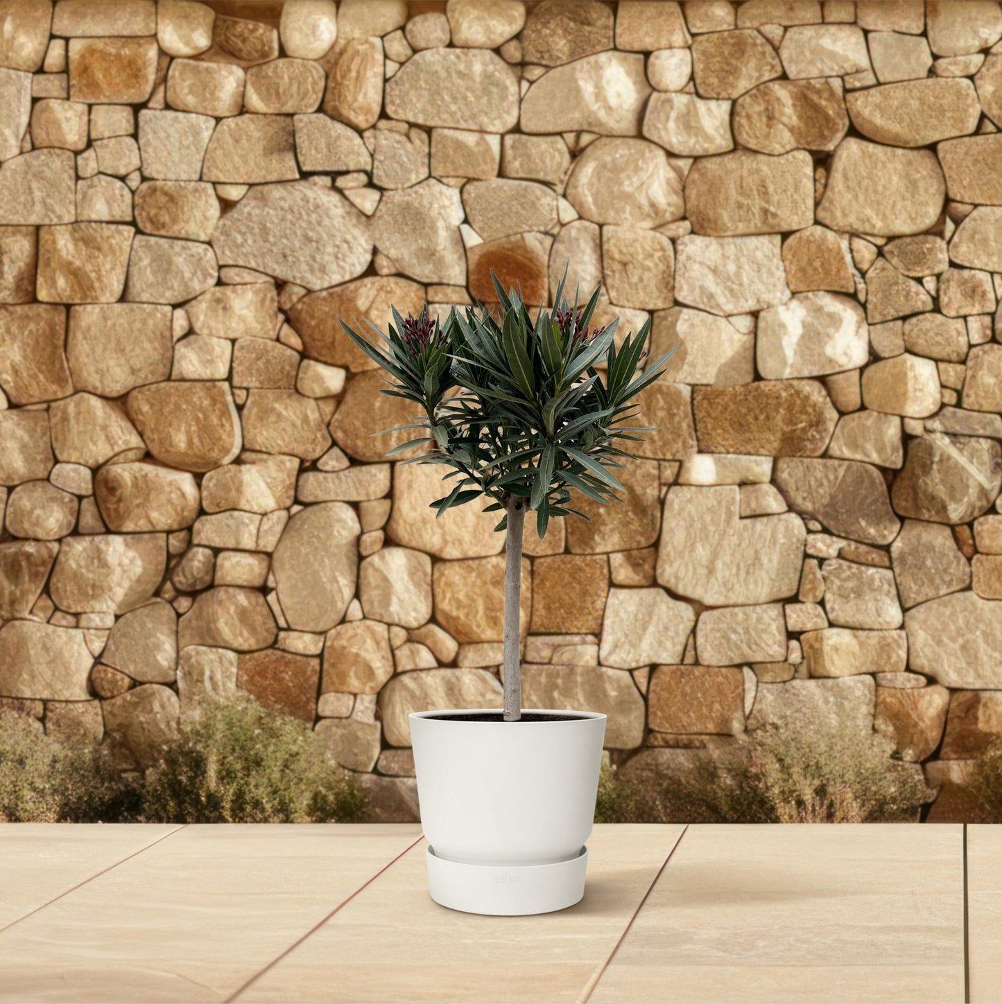 Nerium Oleander op stam met rode bloem - 90cm - Ø22