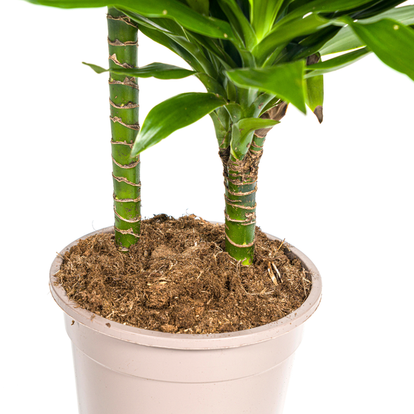 Dracaena Deremensis Green Jewel Ø19cm - ?80cm
