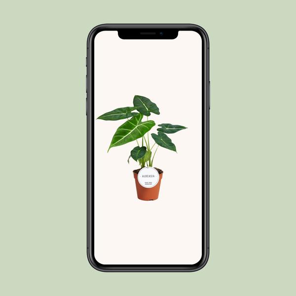 Alocasia Frydek - Ø12cm - ?35cm