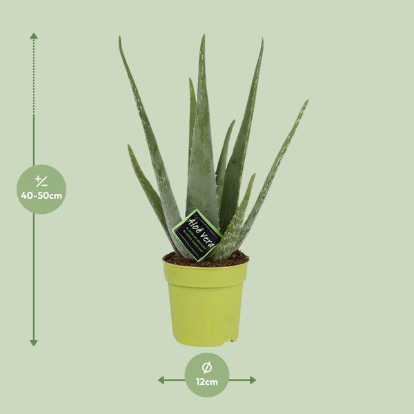 Aloe Vera - Ø12cm - ?45cm