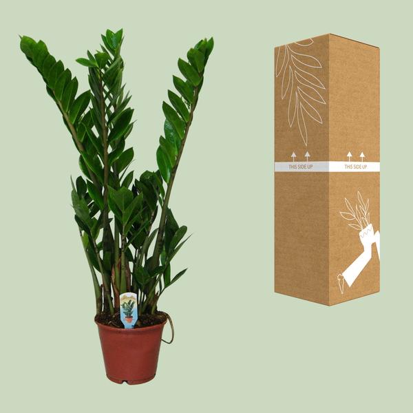 Zamioculcas Zamiifolia - Ø14cm - ?50cm