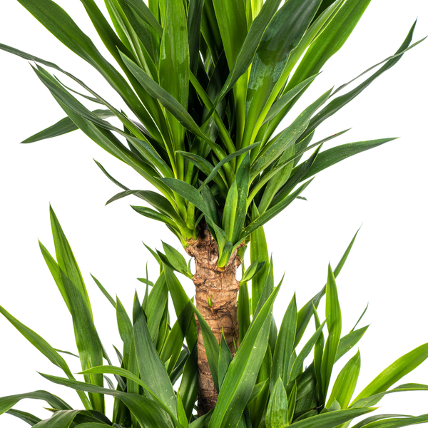 Yucca Elephantipes Ø30cm - ?100cm
