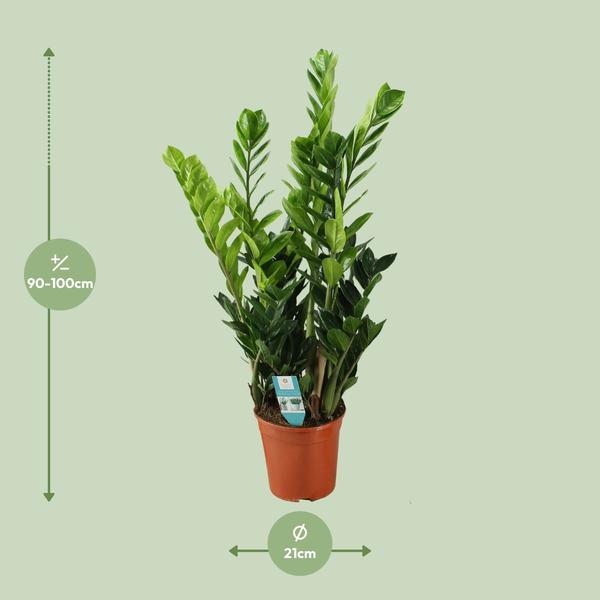 Zamioculcas 21cm - Ø21cm - ?100cm