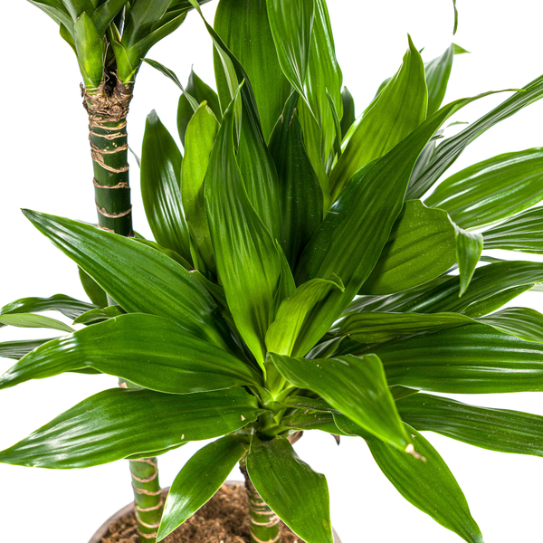 Dracaena Deremensis Green Jewel Ø19cm - ?80cm