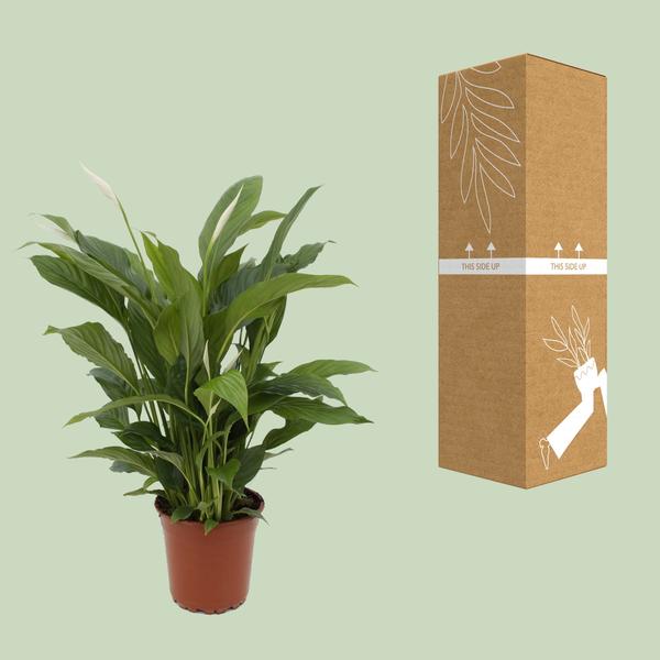Spathiphyllum Torelli P17 - Ø17cm - ?65cm