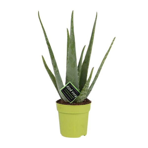 Aloe Vera - Ø12cm - ?45cm