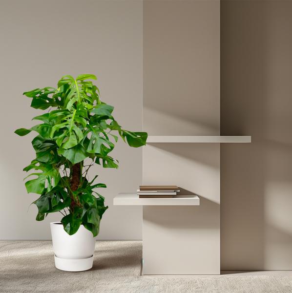 Monstera Deliciosa XXL - 150cm - ?27
