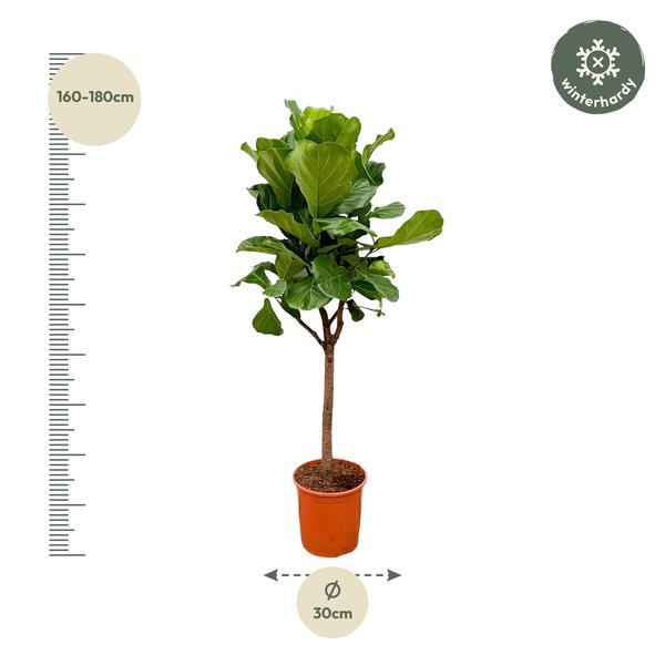Ficus Lyrata boom - 180cm - ?30