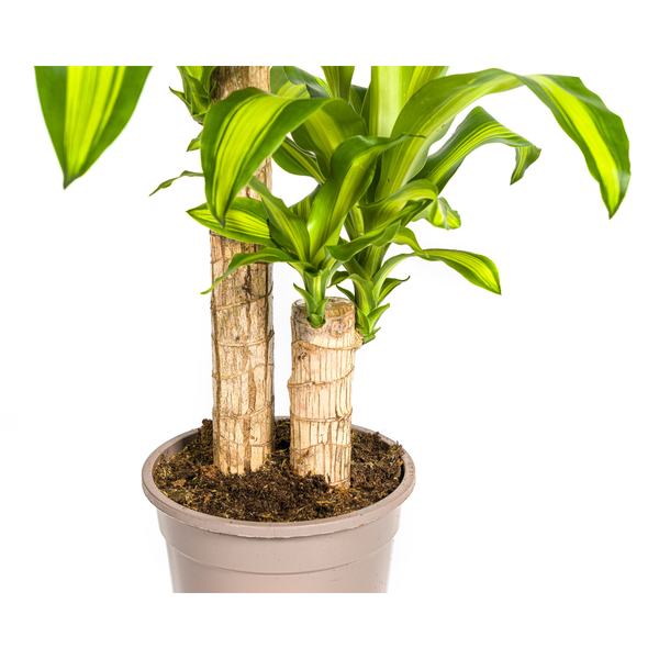 Dracaena Fragrans Massangeana Ø19cm - ?80cm